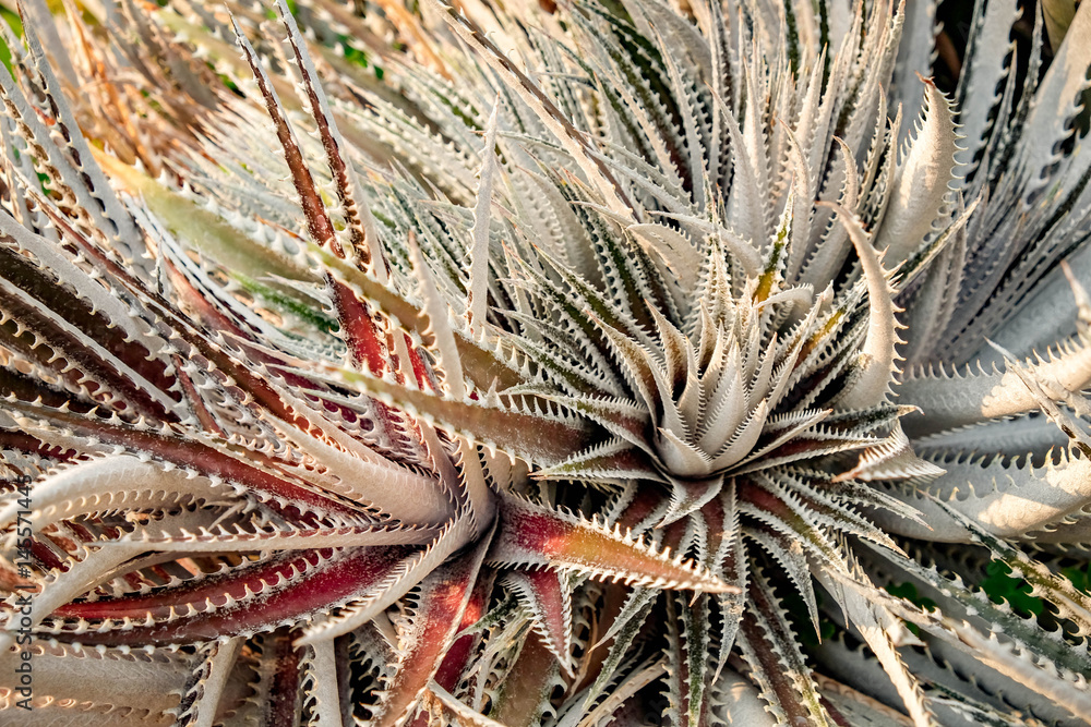 Obraz premium Natural background Cactus succulent plant
