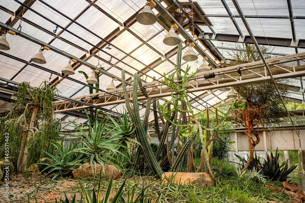 Cactus succulent plant in the glass house Cactus succulent plant in the glass house