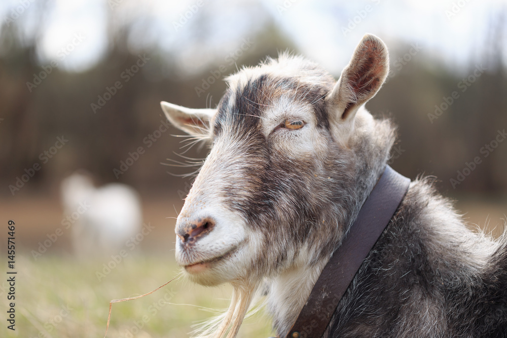 Goat close up grazing in a meadow Goat close up grazing in a meadow