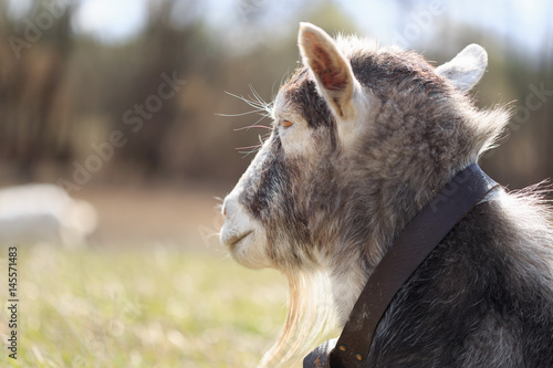 Fototapeta Naklejka Na Ścianę i Meble -  Goat close up grazing in a meadow