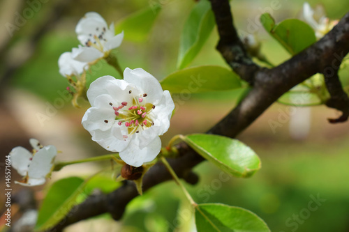 pear blossoms. White flowers of tree in the early spring
