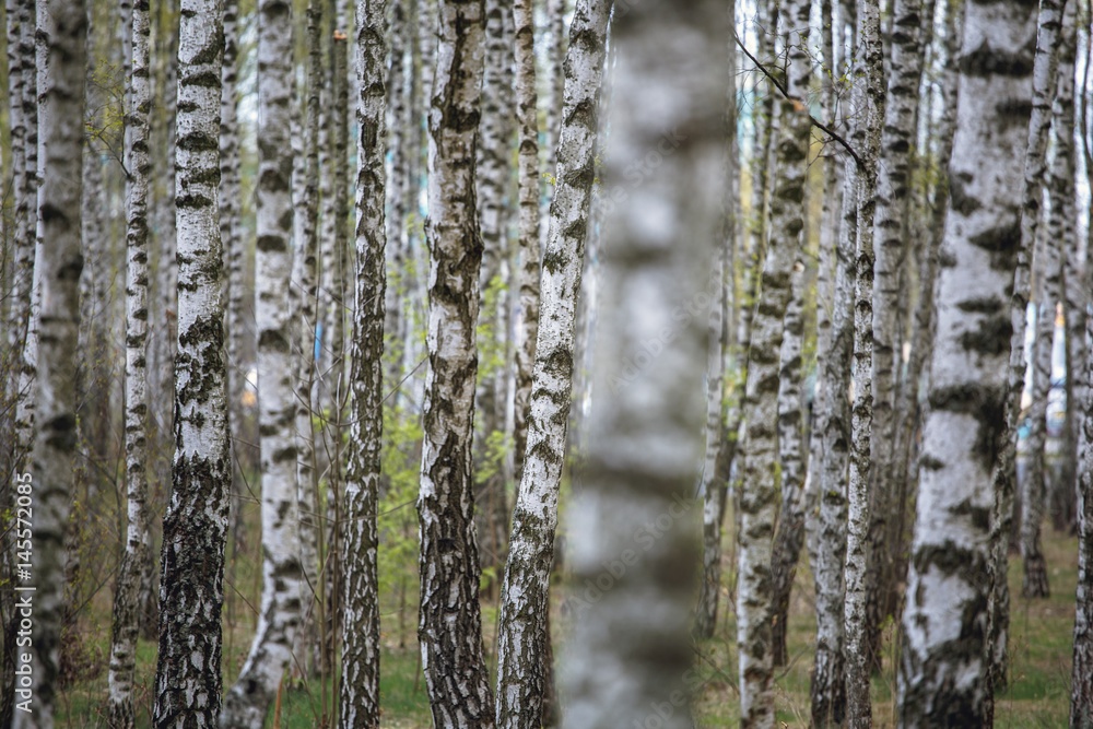 Beautiful natural panoramic landscape - summer birch grove in the evening diffused sunlight. Yellow birch forest, late autumn. Trunks of birch trees black and white