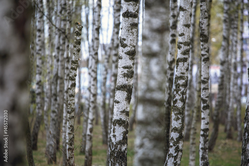 Beautiful natural panoramic landscape - summer birch grove in the evening diffused sunlight. Yellow birch forest  late autumn. Trunks of birch trees black and white
