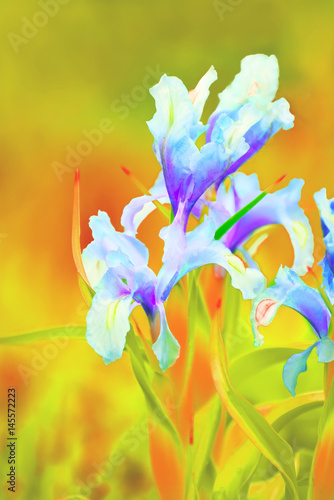 Fototapeta Naklejka Na Ścianę i Meble -  Flowering lilac irises on a bright orange sunny background.
