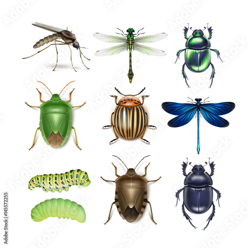 Set of different insects