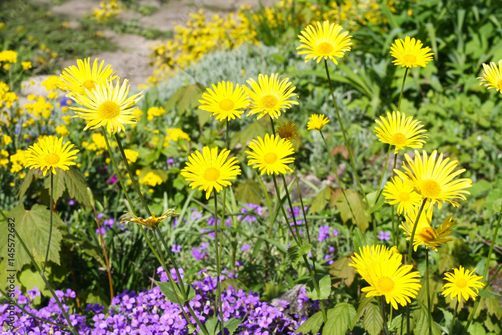 Obraz premium Es blüht im Frühling. Blaukissen und gelbe Margarithe, Bienenweide im Bauerngarten