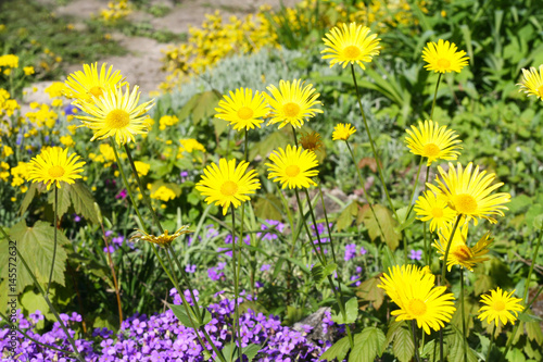 Es blüht im Frühling. Blaukissen und gelbe Margarithe, Bienenweide im Bauerngarten © Annett Seidler