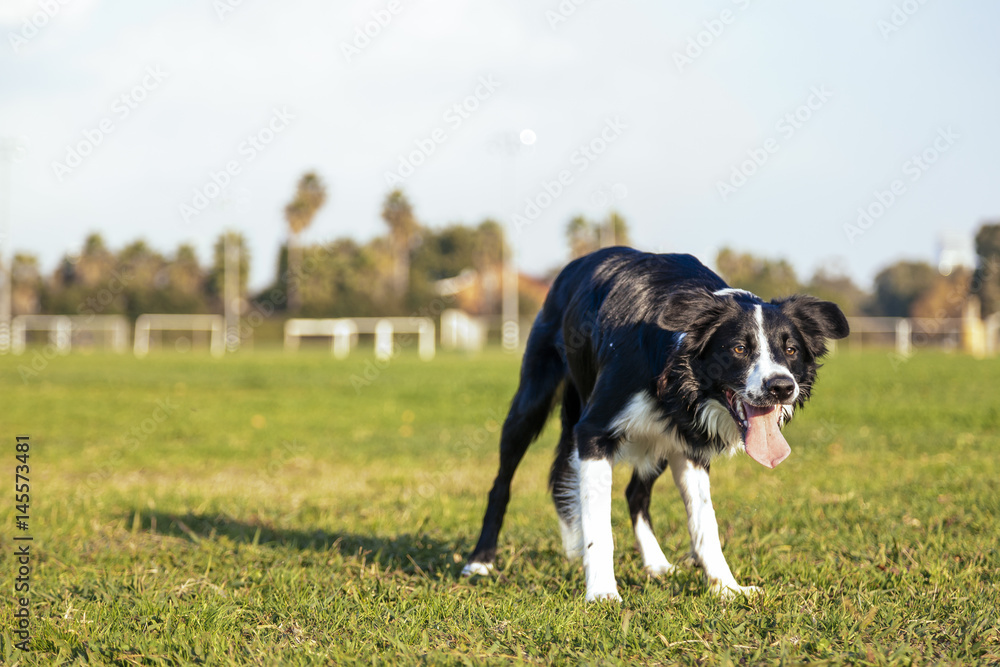 Border Collie Dog Playing in Park