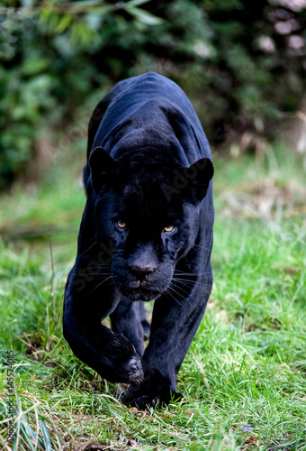 Black Panther