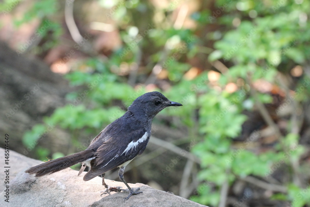 Obraz premium magpie broken leg