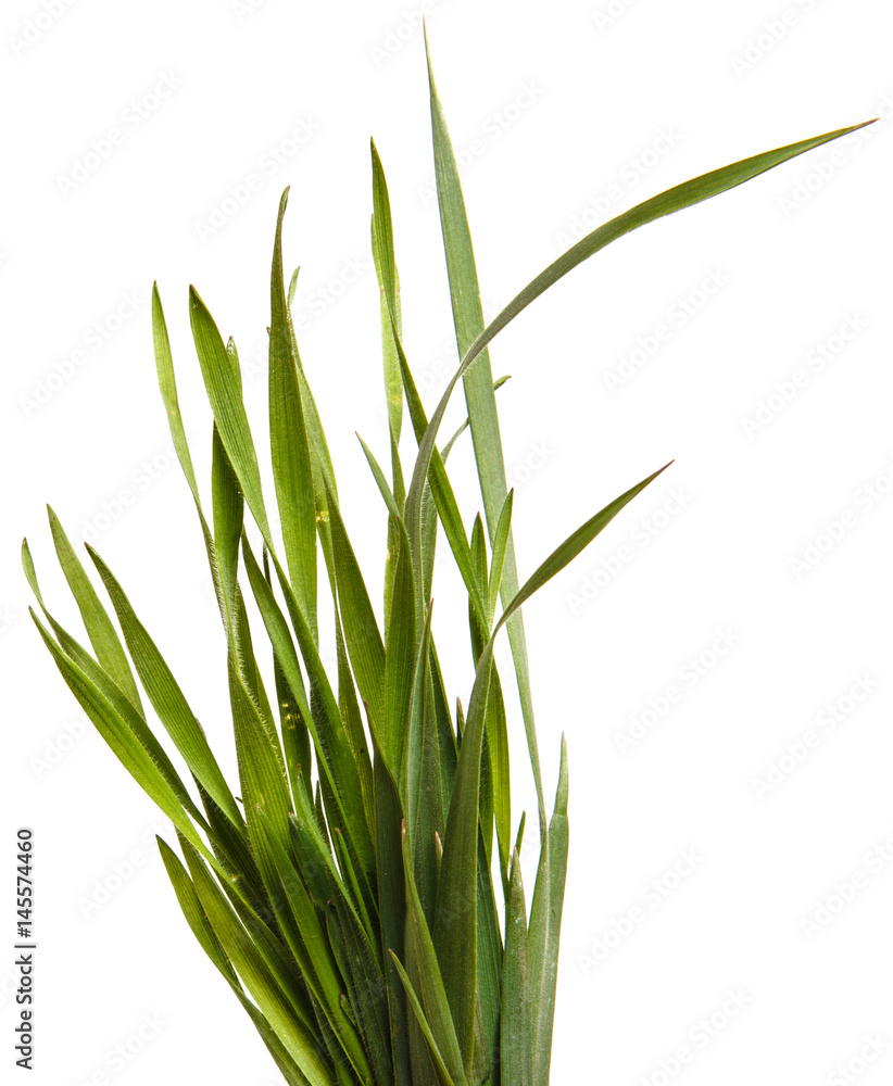 A bunch of green grass. Isolated on white background
