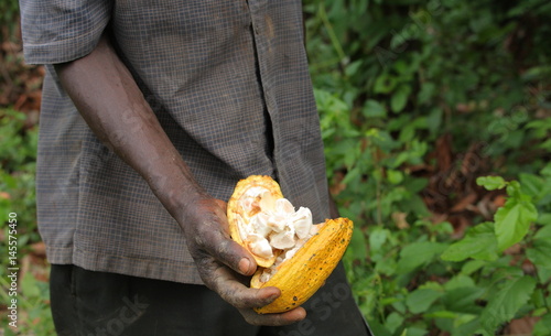Cacao in Ghana 