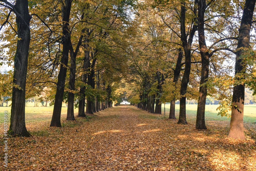 Fototapeta premium Monza (Italy): the park at fall