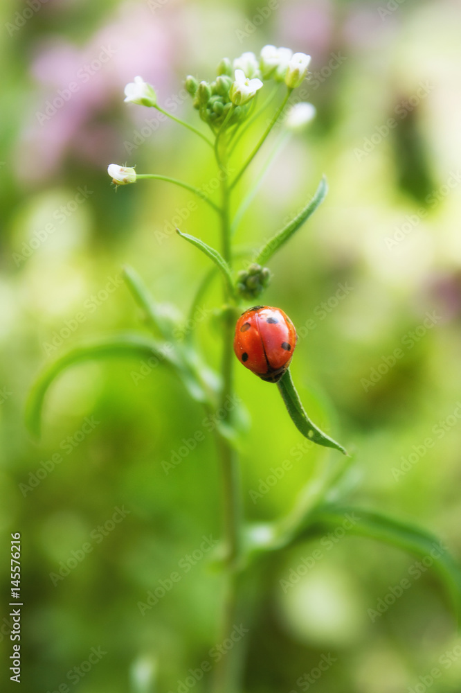 Close- up of ladybug on a blade of grass in the morning sun Close- up of ladybug on a blade of grass in the morning sun