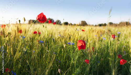 Field of poppies with blue sky