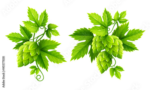 Fresh hop plants with cones and green leaves, isolated on white