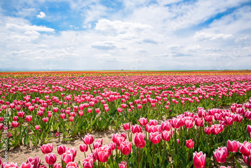 Wallpaper Mural Lale bahçesi Torontodigital.ca