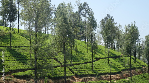 Plantation de théiers à l'abri des arbres au Sri Lanka