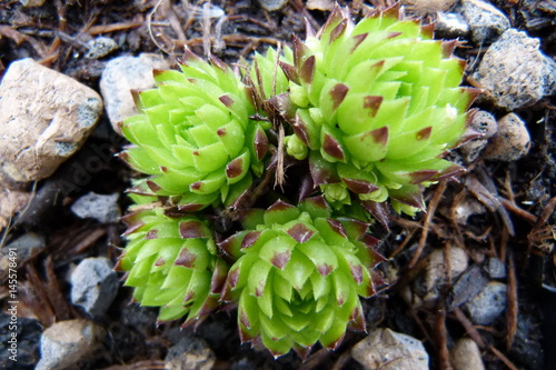 Kugelige Wirbel-Steinwurz - Jovibarba sobolifera - Jung-Pflanze