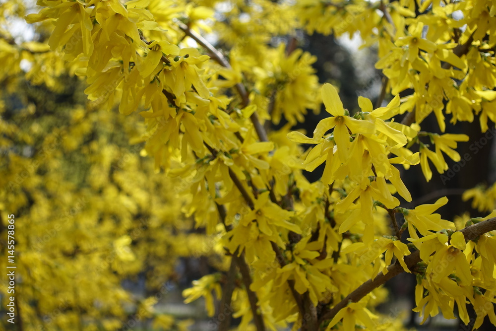 Bright yellow flowers of forsythia in spring Bright yellow flowers of forsythia in spring