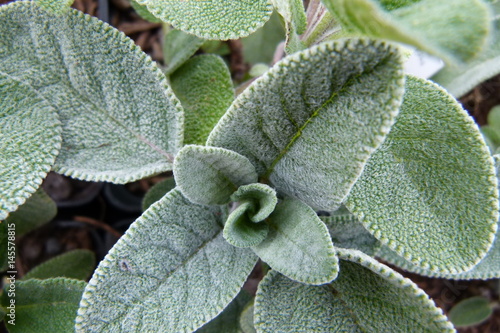Salvia officinalis - Salbei 'Berggarten'