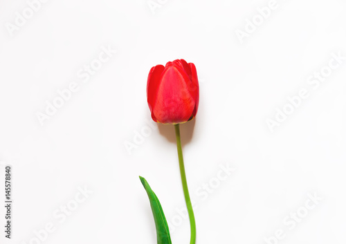 Bright red flowers of tulips on a white background, place for text