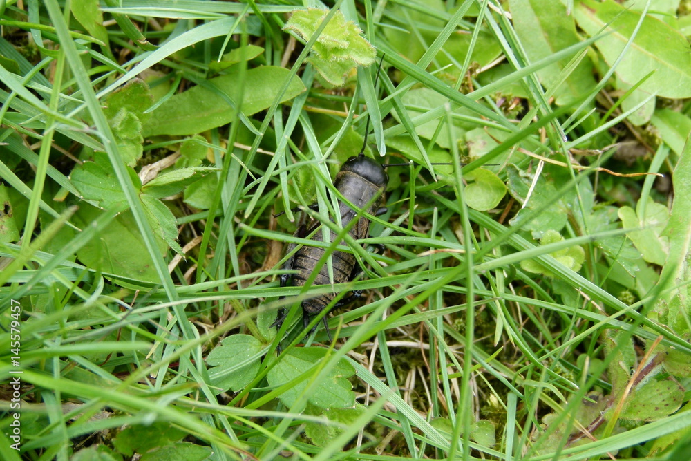 Feldgrille - Gryllus campestris - Nymphe - Jungtier - 2 Feldgrille - Gryllus campestris - Nymphe - Jungtier - 2