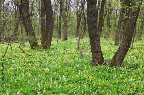 spring forest scene