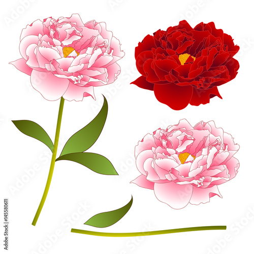 Pink and Red Peony Flower. isolated on White Background. Vector Illustration
