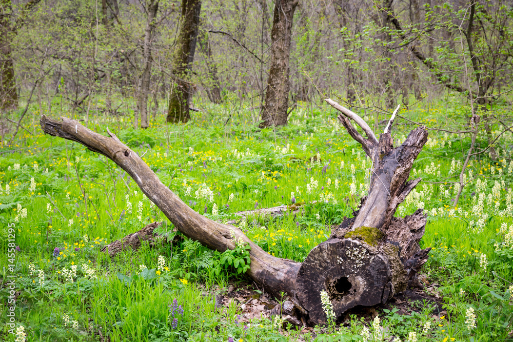 old tree in spring forest old tree in spring forest