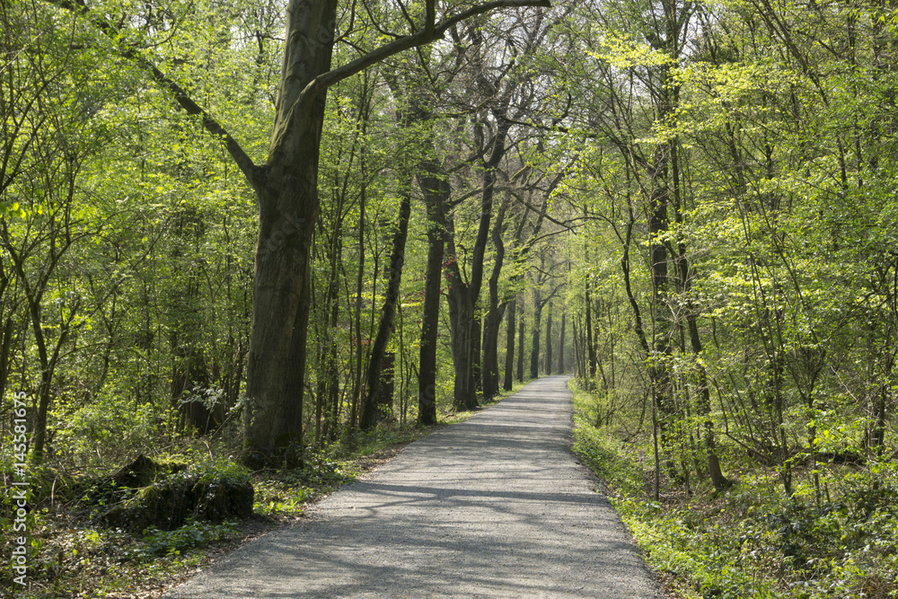 Weg durch das Naturschutzgebiet Beversee, Bergkamen, Ruhrgebiet, Nordrhein-Westfalen, Deutschland, Europa Weg durch das Naturschutzgebiet Beversee, Bergkamen, Ruhrgebiet, Nordrhein-Westfalen, Deutschland, Europa