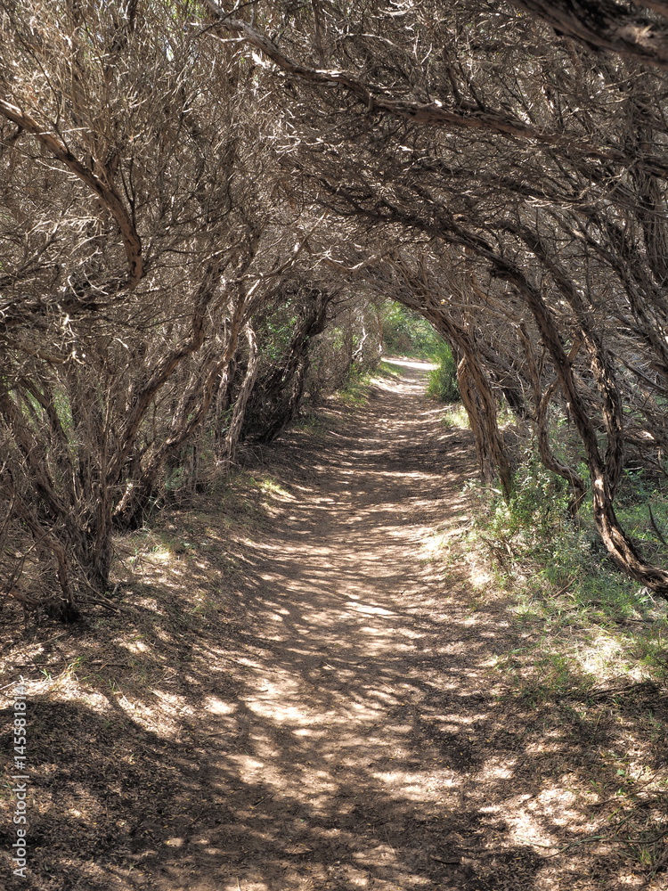 Fototapeta premium Path thorugh a tunnel formed by small coastal trees, Cape Schnack, Australia 2017