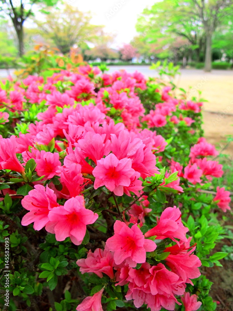 公園に咲く躑躅 Stock Photo Adobe Stock