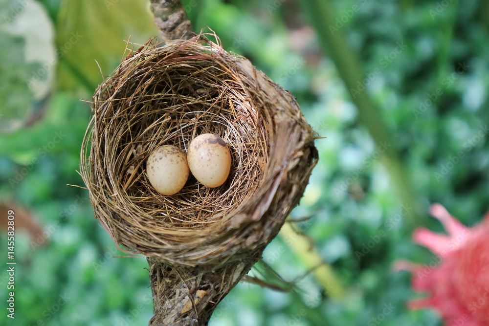 Bird nest on branch with easter eggs for Easter. Bird nest on branch with easter eggs for Easter.