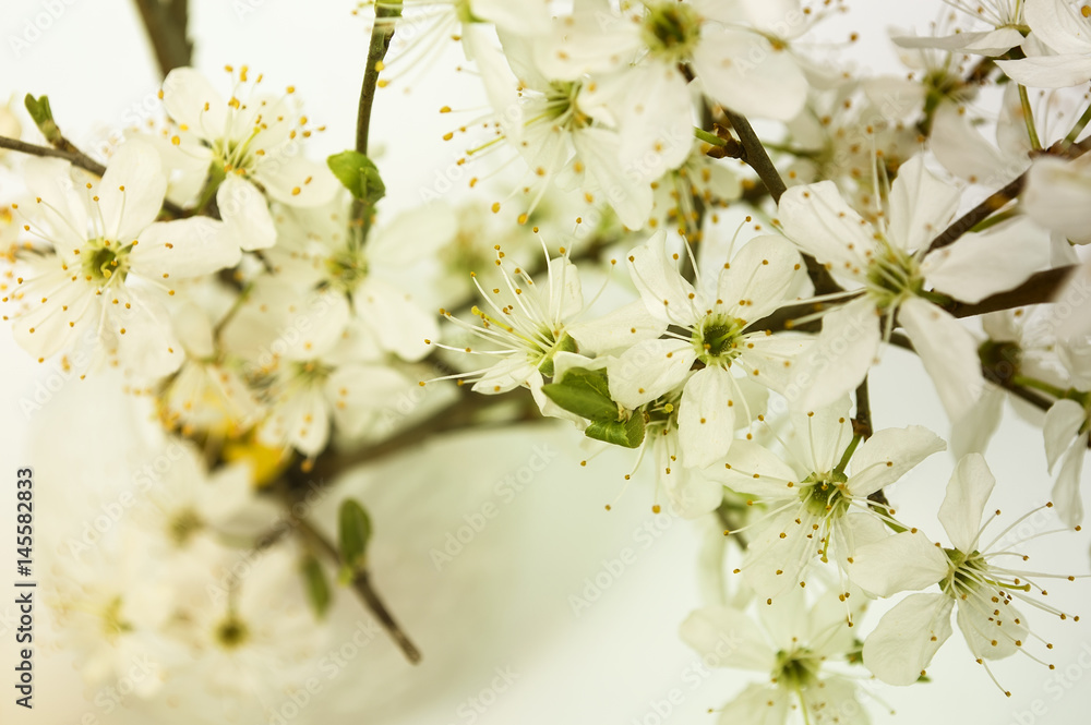 Fototapeta premium Sakura flowers in a vase