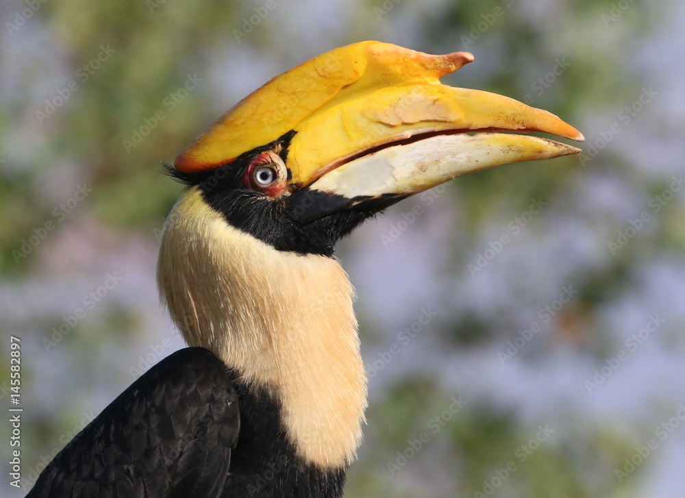Obraz premium Closeup of a Female Great Indian hornbill (Buceros bicornis), a.k.a. Asian Pied Hornbill