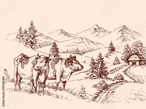 Cows farm drawing, dairy label design grazing cattle