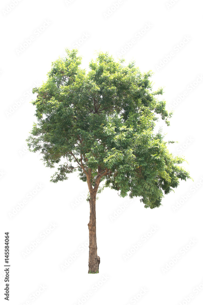 Fototapeta premium Trees isolated on white background