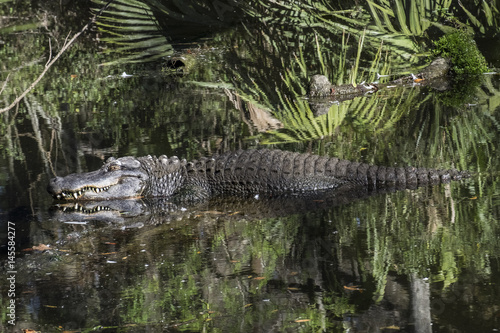 WILDLIFE IN CRYSTAL RIVER  with the hyppo LU and alligators and birds