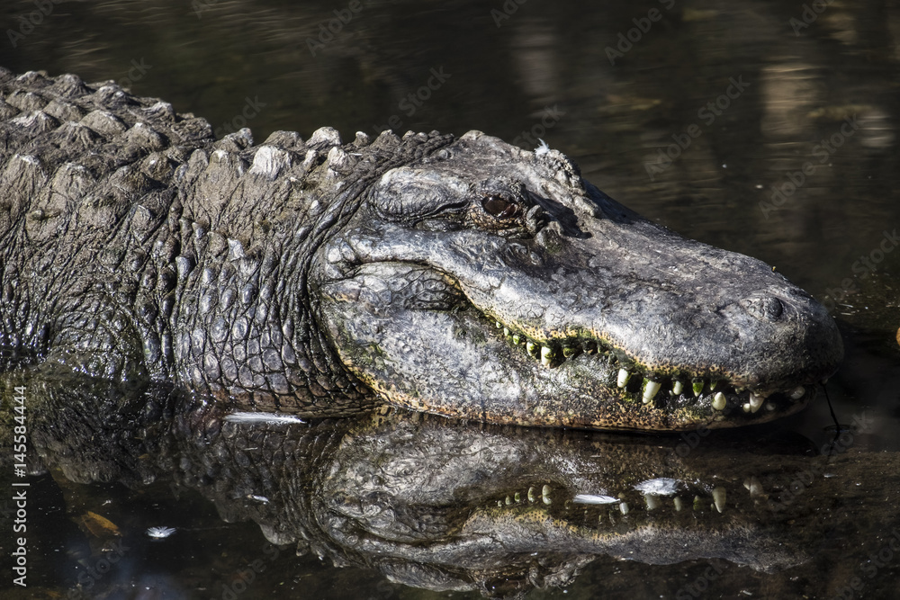 WILDLIFE IN CRYSTAL RIVER
with the hyppo LU and alligators and birds