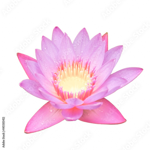 sweet color lotus flower 
