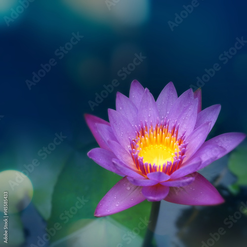 sweet color lotus flower
