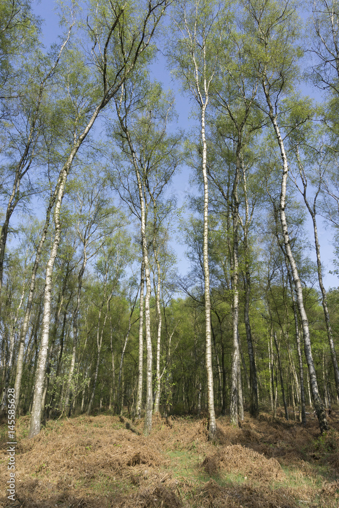 Obraz premium Birkenwald im Frühling, Naturschutzgebiet Beversee, Bergkamen, Ruhrgebiet, Nordrhein-Westfalen, Deutschland, Europa