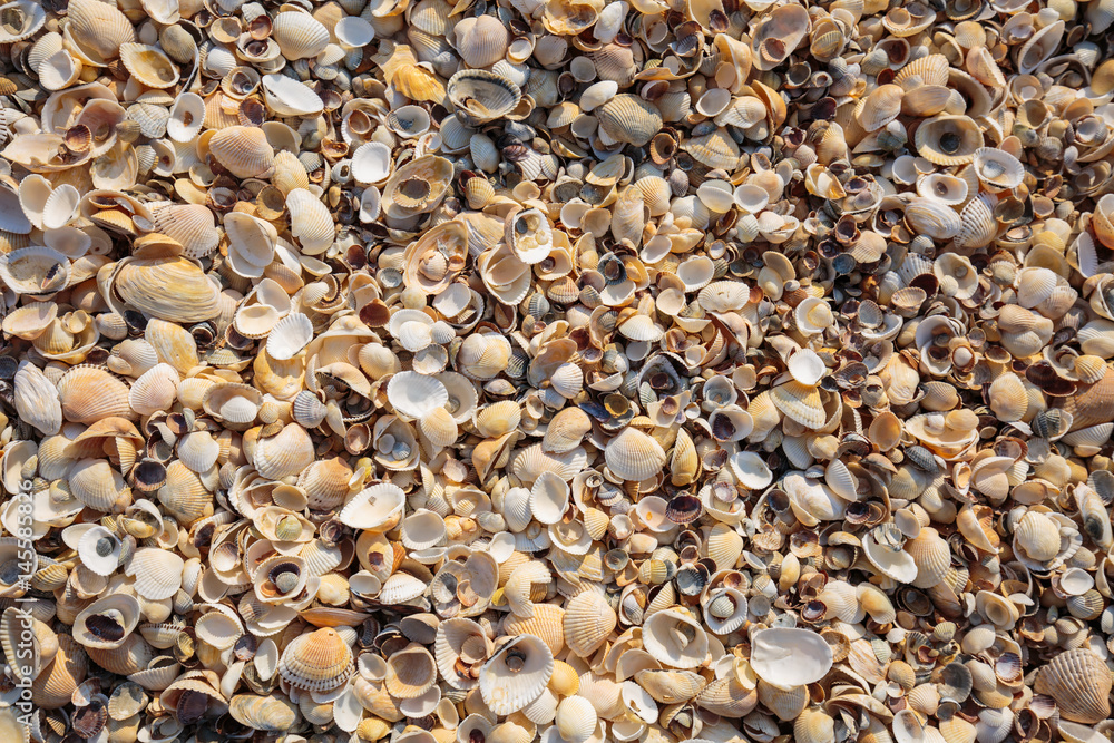 Peninsula Crimea, the coast of the Azov Sea. The beach is covered with multicolored shells of shellfish. Peninsula Crimea, the coast of the Azov Sea. The beach is covered with multicolored shells of shellfish.
