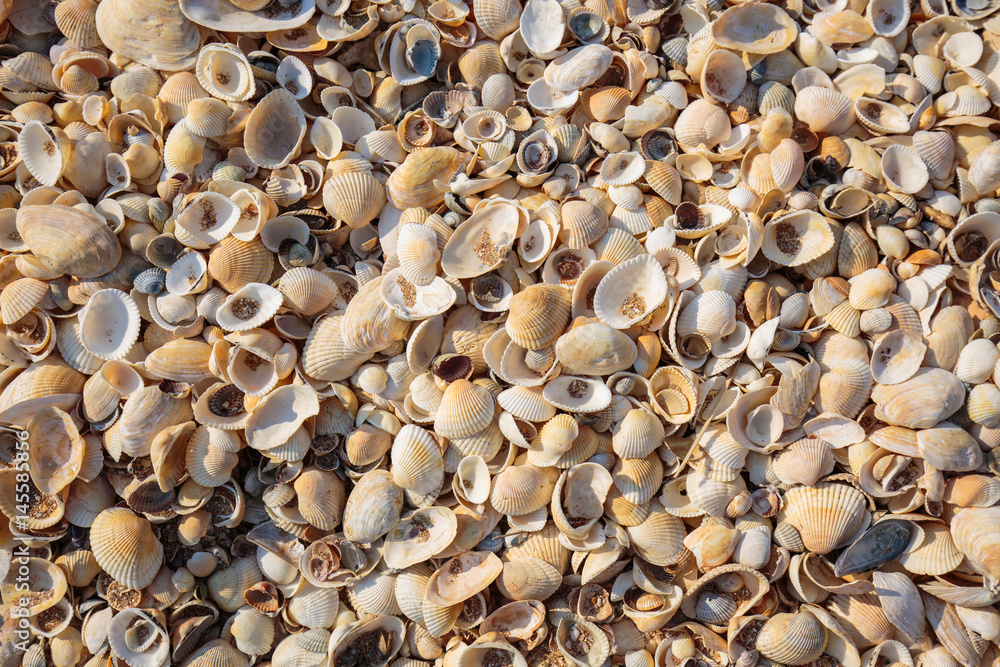 Peninsula Crimea, the coast of the Azov Sea. The beach is covered with multicolored shells of shellfish.