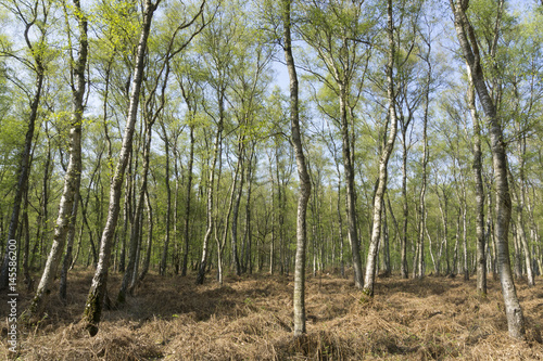 Birkenwald im Frühling, Naturschutzgebiet Beversee, Bergkamen, Ruhrgebiet, Nordrhein-Westfalen, Deutschland, Europa
