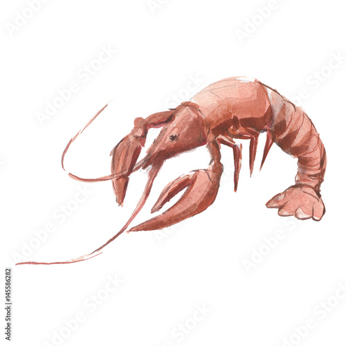 The red omar isolated on white background, watercolor illustration.