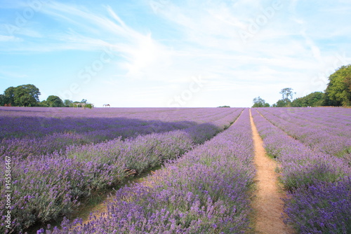 Lavender field in UK