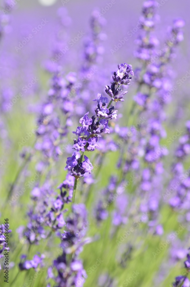 Obraz premium 満開のラベンダー畑