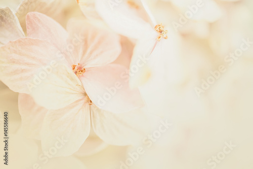 hydrangea flowers in soft and blur style for romantic background
